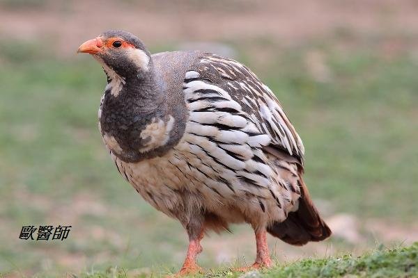 A001_3藏雪雞Tetraogallus tibetanus Tibetan Snowcock.JPG