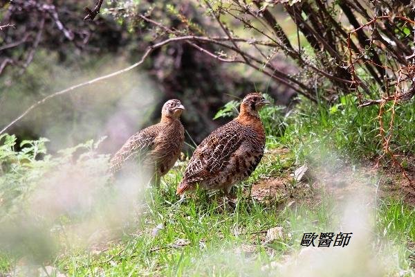 A003_1高原山鶉Perdix hodgsoniae Tibetan Partridge.JPG