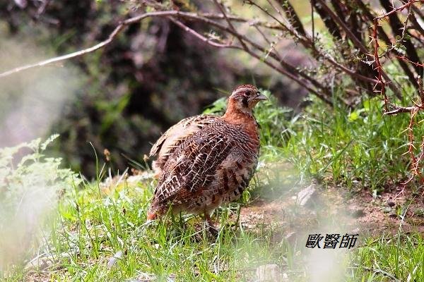 A003_2高原山鶉Perdix hodgsoniae Tibetan Partridge.JPG