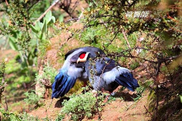 A005_1藏馬雞Crossoptilon harmani Tibetan Eared Pheasant.JPG