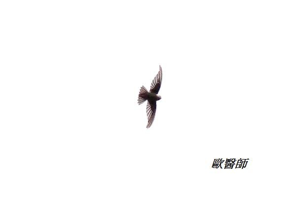 A016_1短嘴金絲燕Collocalia brevirostris Himalayan Swiftlet.JPG