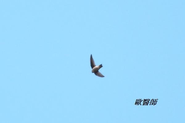 A016_2短嘴金絲燕Collocalia brevirostris Himalayan Swiftlet.JPG