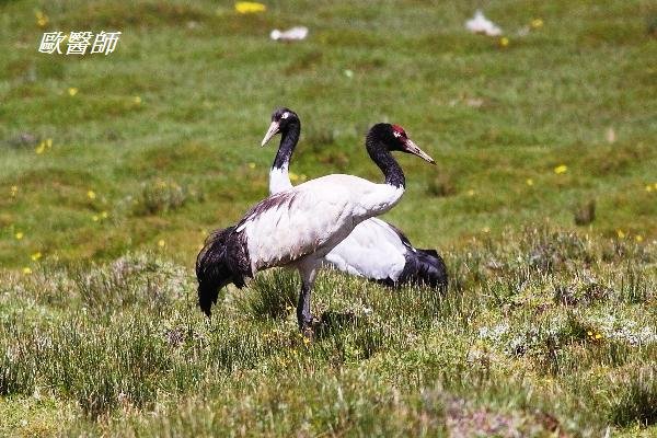 A023_2黑頸鶴Grus nigricollis Black necked Crane.JPG