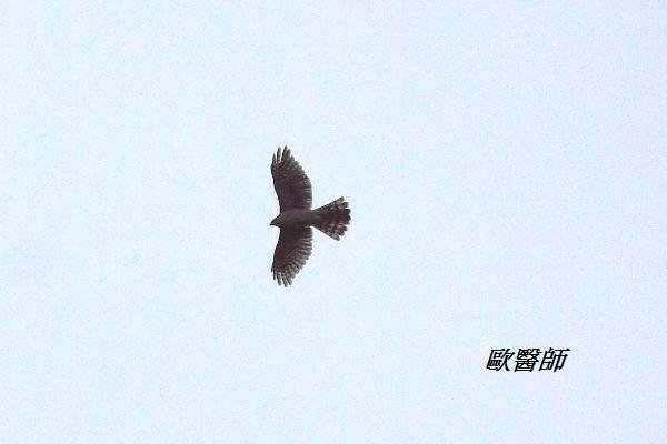 A035松雀鷹Accipiter virgatus Besra.JPG