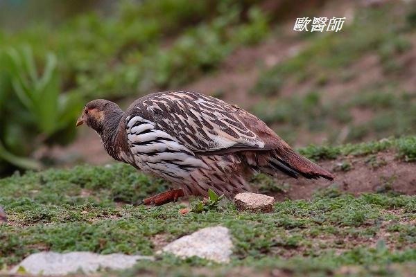 A001_1藏雪雞Tetraogallus tibetanus Tibetan Snowcock.JPG