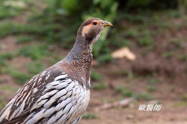 A001_2藏雪雞Tetraogallus tibetanus Tibetan Snowcock.JPG