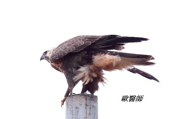 A036_2大鵟Buteo hemilasius Upland Buzzard.JPG