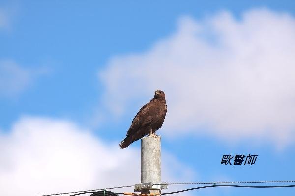 A038金鵰Aquila chrysaetos Golden Eagle.JPG