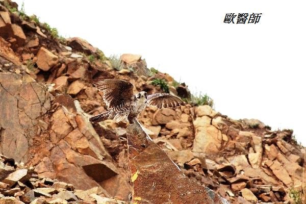 A040_1獵隼Falco  herrug Saker Falcon.JPG