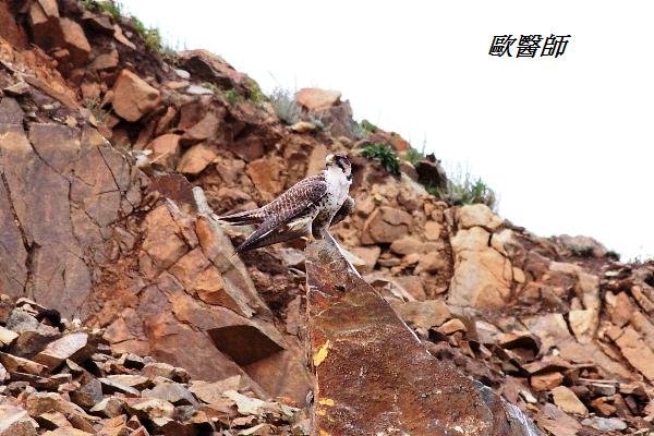 A040_2獵隼Falco  herrug Saker Falcon.JPG