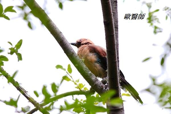 A043松鴉Garrulus glandarius Eurasian Jay.JPG