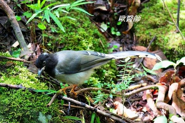 A044黃嘴藍鵲Urocissa flavirostris Yellow billed Blue Magpie.JPG