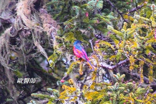 A053長尾山椒鳥Pericrocotus ethologus Long tailed Minivet.JPG