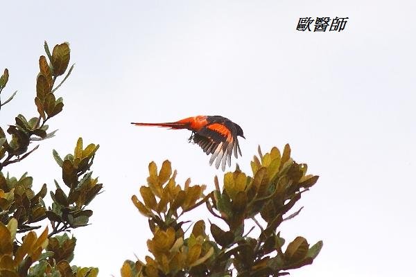 A054_2短嘴山椒鳥Pericrocotus brevirostris Short billed Minivet.JPG