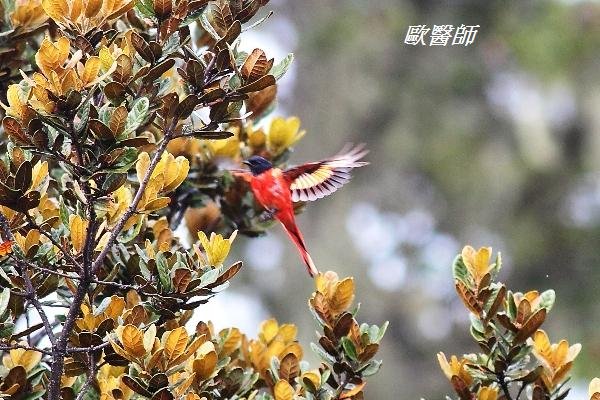 A054_3短嘴山椒鳥Pericrocotus brevirostris Short billed Minivet.JPG