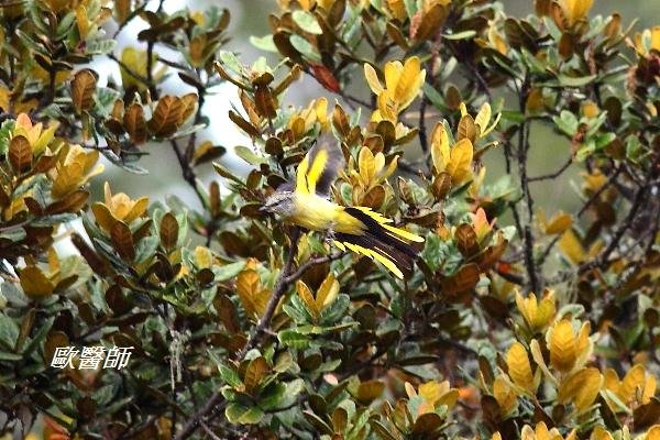 A054_11灰喉山椒鳥Pericrocotus solaris Grey chinned Minivet.JPG