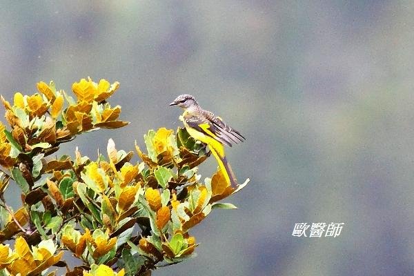 A054_12灰喉山椒鳥Pericrocotus solaris Grey chinned Minivet.JPG