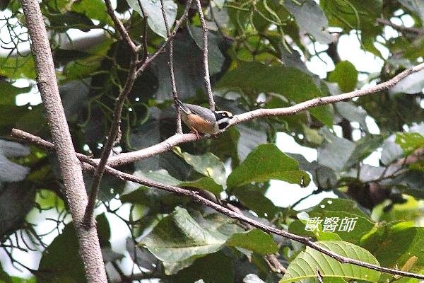 A096_4黑頭長尾山雀Aegithalos iouschistos Rufous fronted Tit.JPG