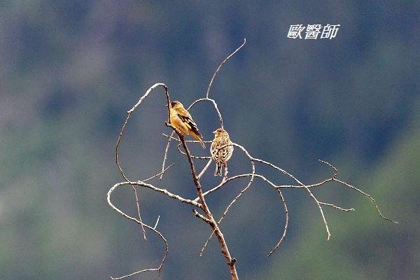 A166金翅雀Carduelis sinica Grey capped Greenfinch.JPG