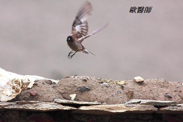 A168_1高山嶺雀Leucosticte brandti Brandts Mountain Finch.JPG