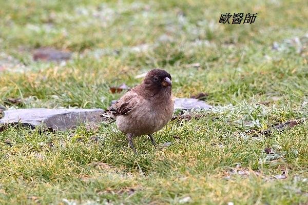 A168_2高山嶺雀Leucosticte brandti Brandts Mountain Finch.JPG