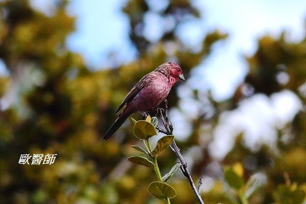 A170_1紅眉朱雀Carpodacus pulcherrimus Beautiful Rosefinch.JPG