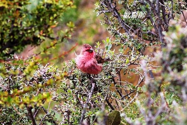 A170_2紅眉朱雀Carpodacus pulcherrimus Beautiful Rosefinch.JPG