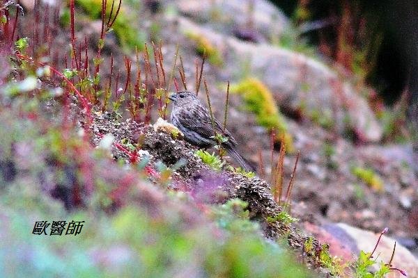 A170_3紅眉朱雀Carpodacus pulcherrimus Beautiful Rosefinch.JPG