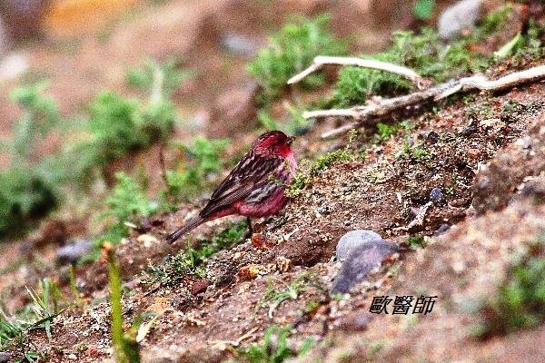 A171_1曙紅朱雀Carpodacus eos Stresemanns Rosefinch.JPG