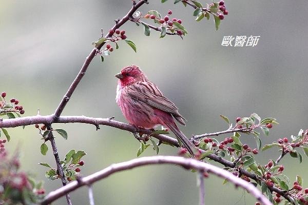 A171_2曙紅朱雀Carpodacus eos Stresemanns Rosefinch.JPG