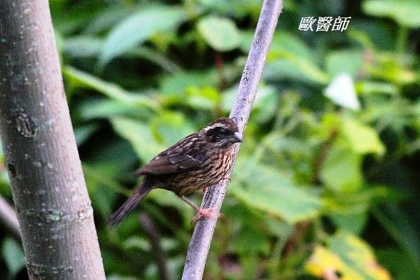 A172_1玫紅眉朱雀Carpodacus rodochroa Pink browed Rosefinch.JPG