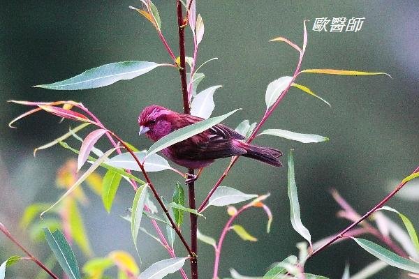 A172_2玫紅眉朱雀Carpodacus rodochroa Pink browed Rosefinch.JPG