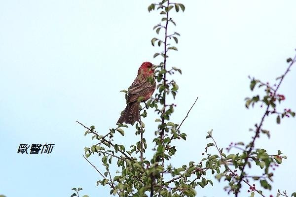 A175_1擬大朱雀Carpodacus rubicilloides Streaked Rosefinch.JPG