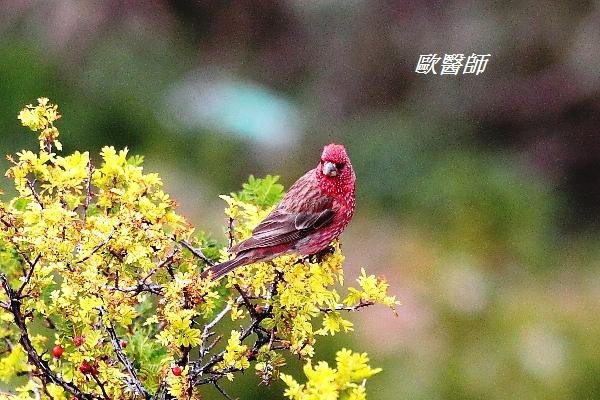 A175_2擬大朱雀Carpodacus rubicilloides Streaked Rosefinch.JPG