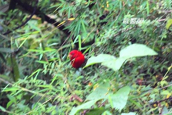 A177血雀Haematospiza sipahi Scarlet Finch.JPG