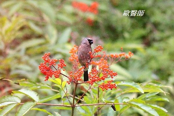 A180灰頭灰雀Pyrrhula erythaca Grey headed Bullfinch.JPG