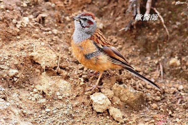 A182戈氏岩鵐Emberiza godlewskii Godlewskis Bunting.JPG