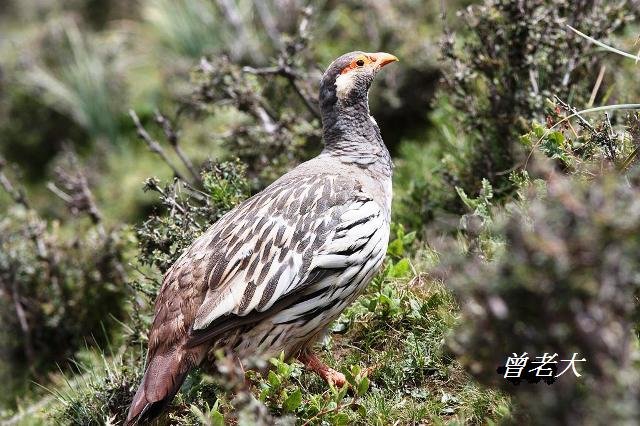 T001_1藏雪雞Tibetan Snowcock Tetraogallus tibetanus.jpg