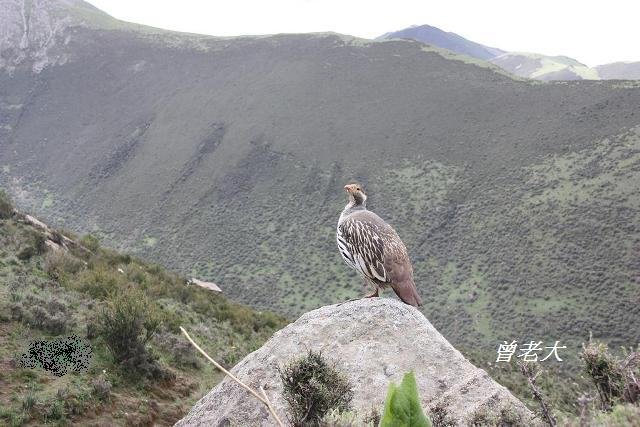 T001_3藏雪雞Tibetan Snowcock Tetraogallus tibetanus.jpg