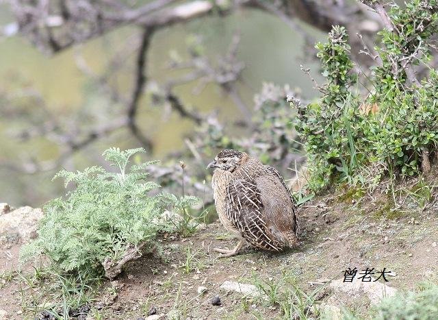 T003_2高原山鶉Tibetan Partridge Perdix hodgsoniae.jpg