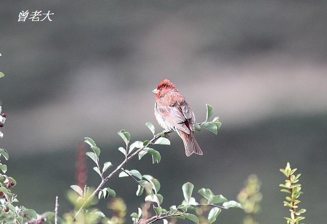 T169普通朱雀Common Rosefinch Carpodacus erythrinus.jpg