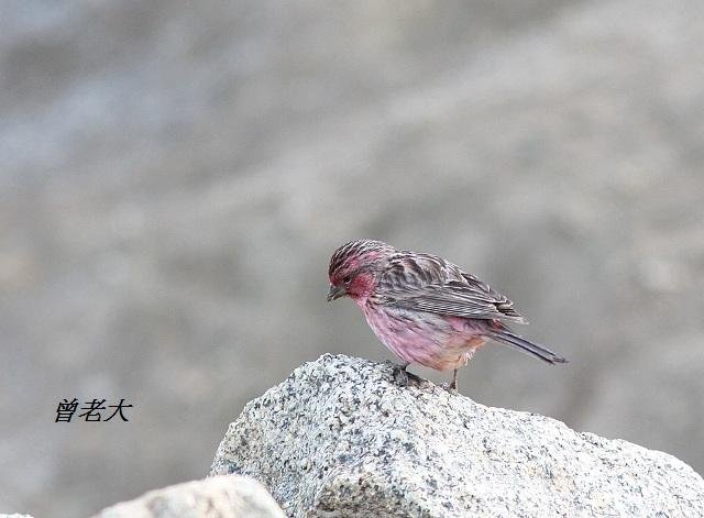 T170紅眉朱雀Beautiful Rosefinch Carpodacus pulcherrimus.jpg