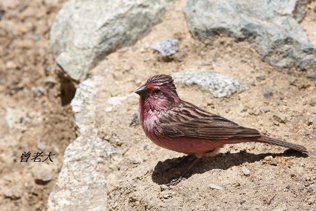 T171曙紅朱雀Pink-rumped Rosefinch Carpodacus eos.jpg