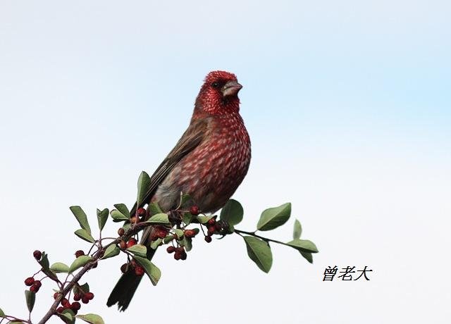 T175_1擬大朱雀Streaked Rosefinch Carpodacus rubicilloides.jpg