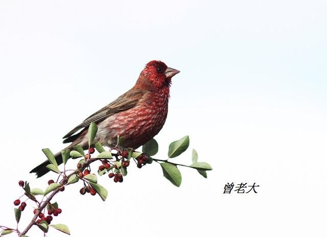 T175_2擬大朱雀Streaked Rosefinch Carpodacus rubicilloides.jpg