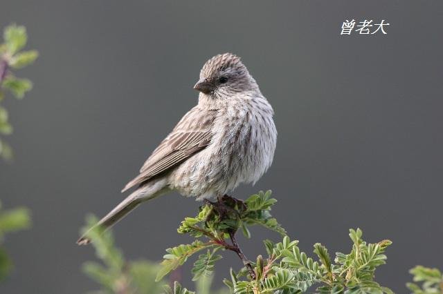 T175_3擬大朱雀Streaked Rosefinch Carpodacus rubicilloides.jpg