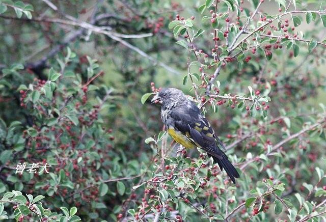 T181白斑翅擬蠟嘴雀White-winged Grosbeak Mycerobas carnipes.jpg