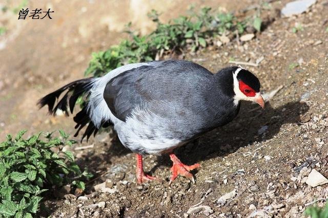 T005_1藏馬雞Tibetan Eared Pheasant Crossoptilon harmani.jpg