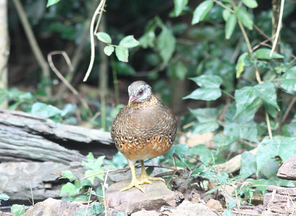 00209綠腳山鷓鴣Scaly breasted Partridge Arborophila chloropus2.jpg