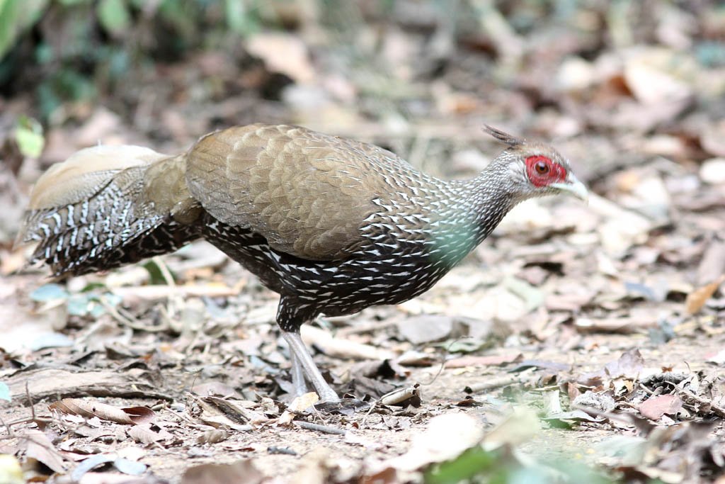 00302黑鷳Kalij Pheasant Lophura leucomelanos lineata3.jpg